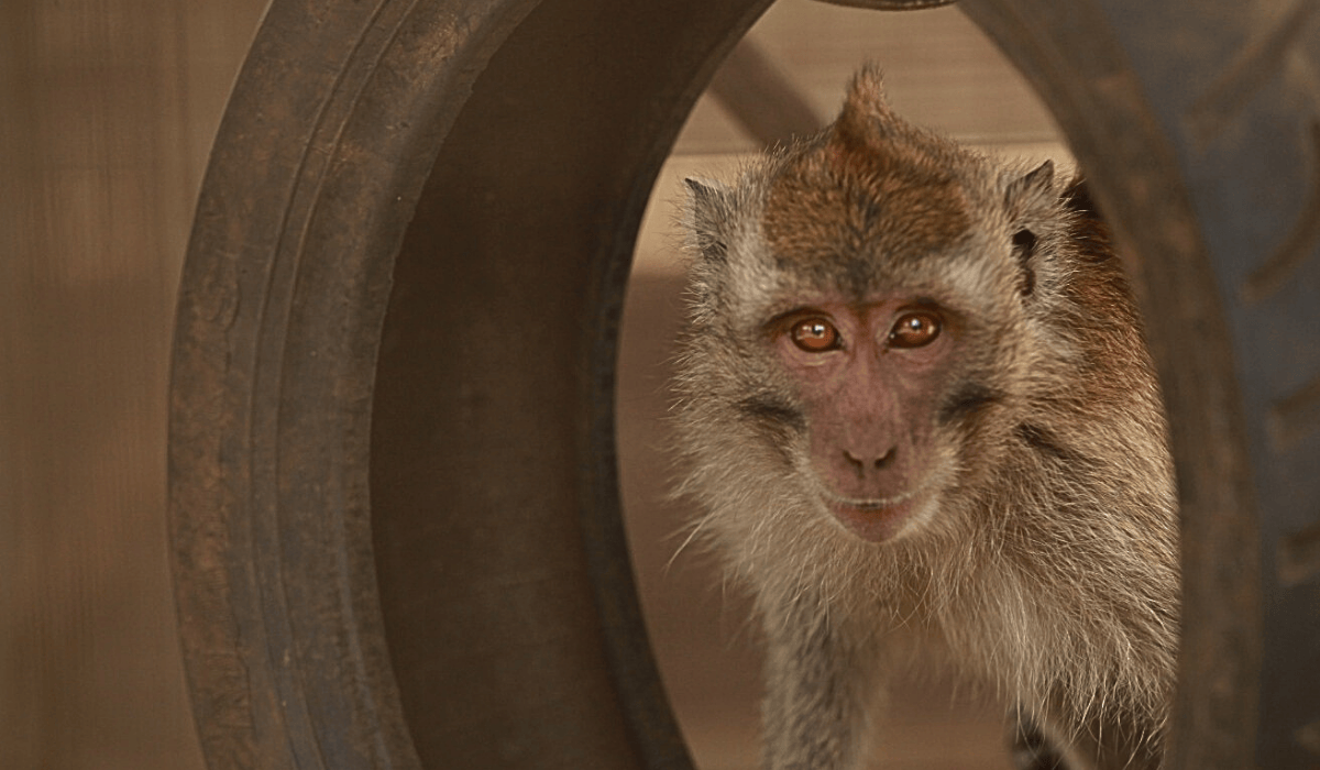 A sad monkey looking through a tire.