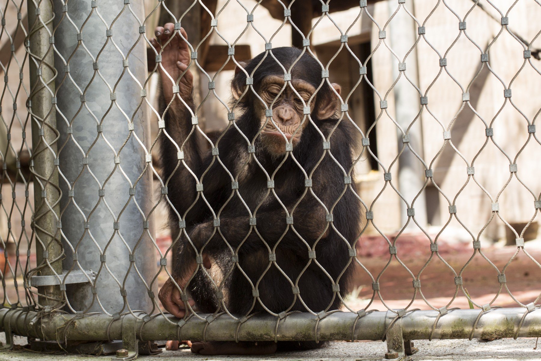 Sad chimp in a cage.