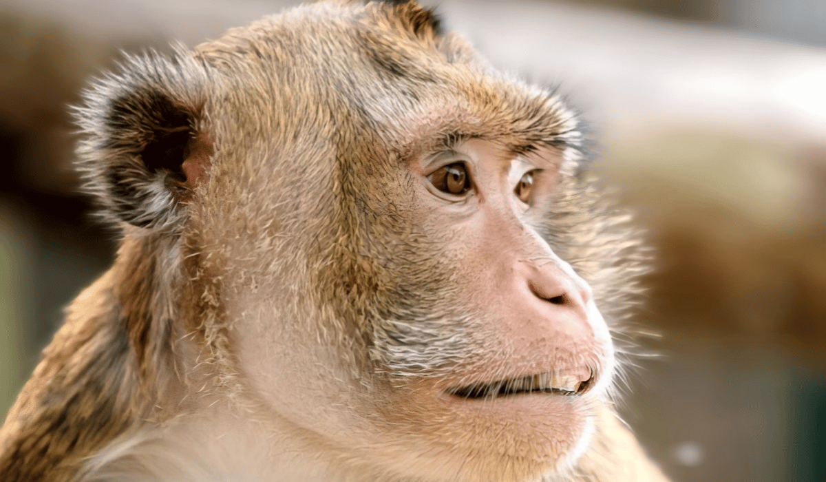 Tucker, a macaque residing at Black Pine Animal Sanctuary.