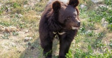 Pictured: A rescued bear at the Balkasar bear sanctuary