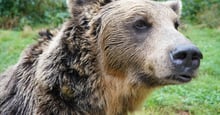 A closeup of a bear impacted by the bear bile industry