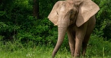 Mundi the rescued elephant in sanctuary