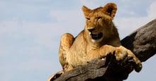 Lioness lying on tree