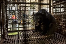 A bear suffers in captivity 