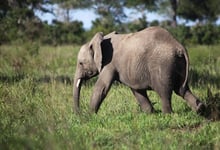A young elephant in Mikumi National Park, Tanzania