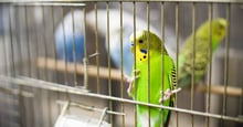 parakeet in a cage