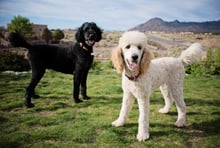 Two poodles on grass