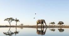 elephant walking along a body of water in the wild