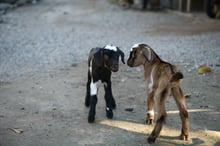 goats Philippines