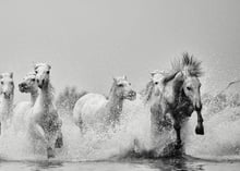 Ejaz Khan Earth Photography - Wild Horses - World Animal Protection