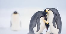 A penguin couple.