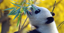 Panda i djurpark