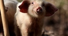 An up close photo of a piglet