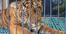 Caged tiger