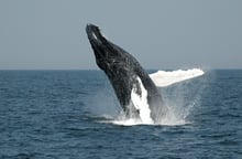 whale, USA