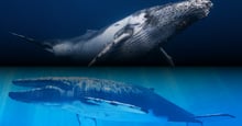 a collage of a humpback whale and a blue whale