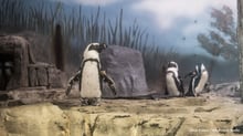 Penguins captive at Miami Seaquarium.