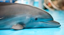 Sad dolphin beached in captivity.