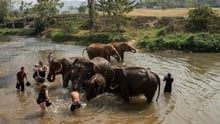 A group of tourists bathing several elephants.