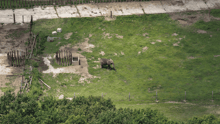 Aerial drone footage of Joyce the elephant in her enclosure at Six Flags.