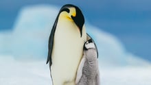 A mother penguin protecting her baby.