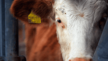 A close-up of a cow on a factory farm.