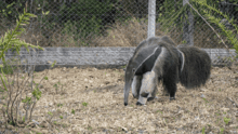 Manduvi the anteater.