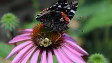 A butterfly on a flower.
