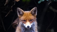 A wild urban fox in a garden in London