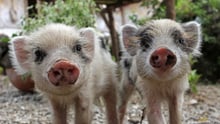 Piglets affected by cylone Lokopui. Epi Island, Vanuatu.
