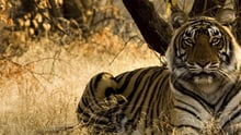 Tiger in the wild