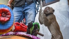 Dancing monkey