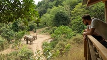 Elephants at Following Giants