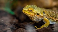 Bearded dragon confiscated from exotic pet trade