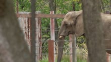 Joyce the elephant at Six Flags
