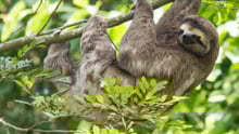 A sloth in a tree