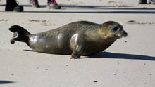 Seal released into wild