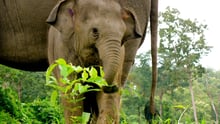 A baby elephant