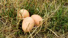 eggs