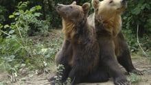 bear, Romania