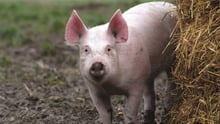 Pig