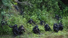 Let's keep wild animals in the wild
