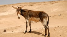 A donkey on the Eastern slopes of the Bedouin community in Palestine. 