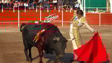 Bullfight