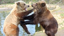 Bear Fighting - World Animal Protection