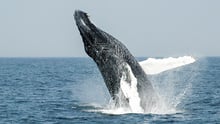 whales need us 