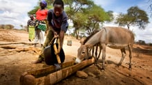 Farmers bring their animals to man made watering holes near Mwingi, Eastern Kenya