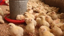 Chicken