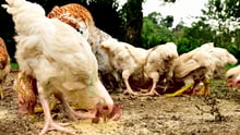 Hens in Heredia province in Costa Rica