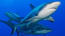 shark 
